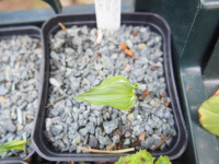 /album/fotogalerie-nabidka/maianthemum-dilatatum-shunrai-jpg/